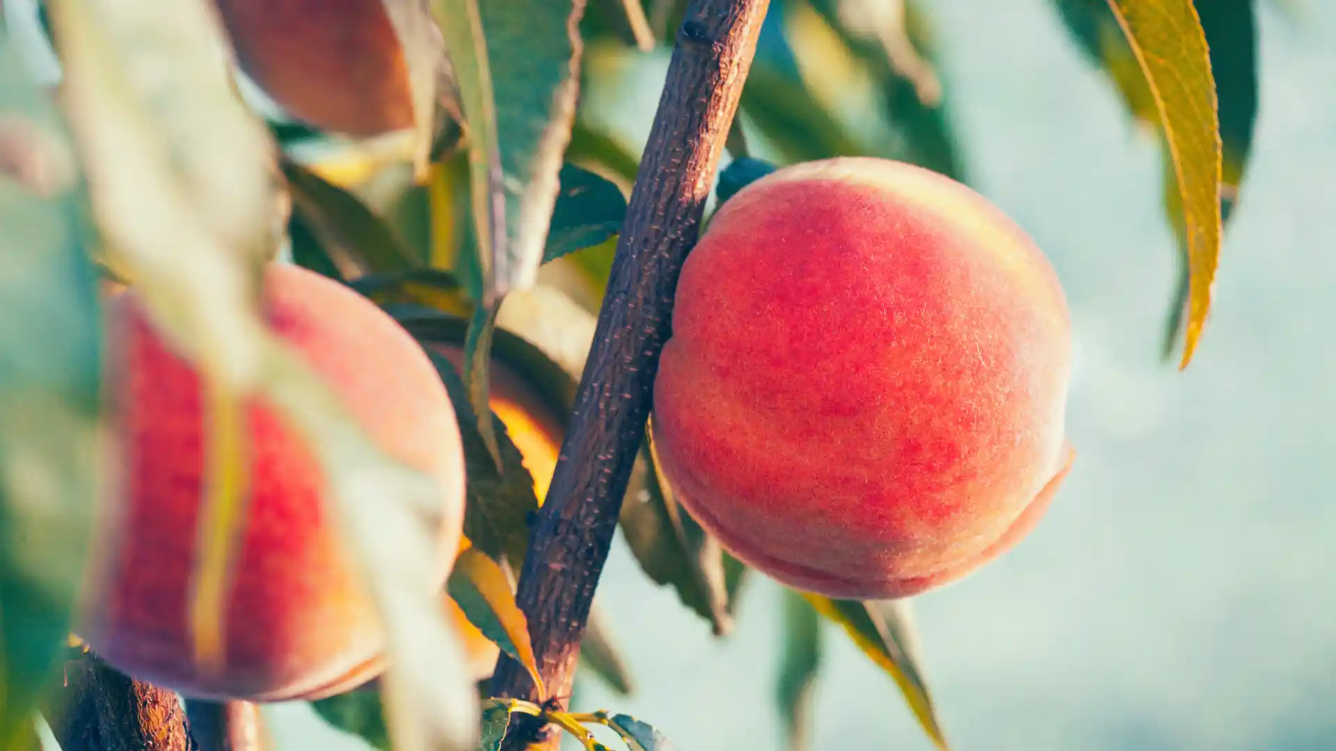Frutta e Verdura